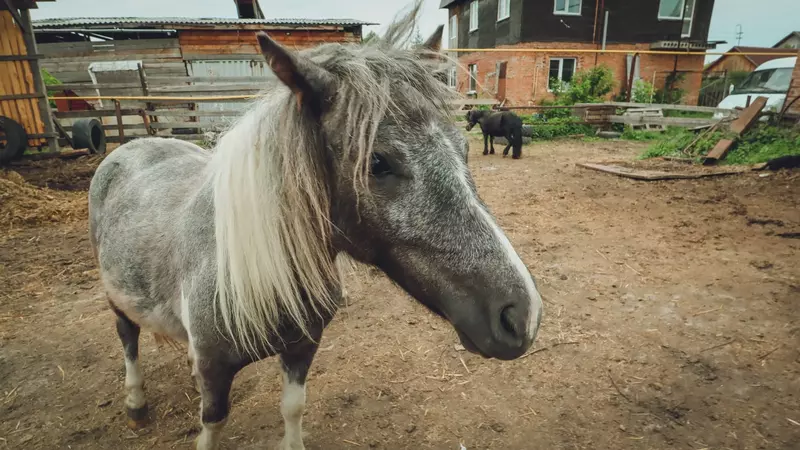 Власти Железноводска после скандала предложили отправить лошадей на реабилитацию